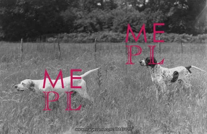  : Fall / Pointers in field