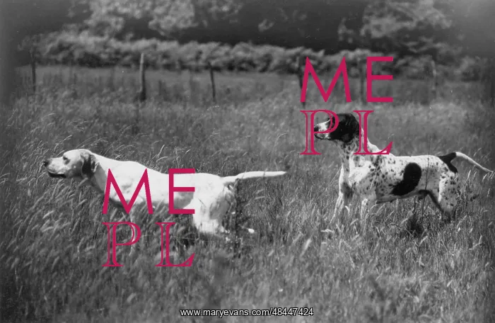  : Fall / Pointers in field