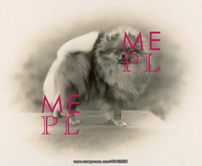 : FALL / POMERANIAN / 1931