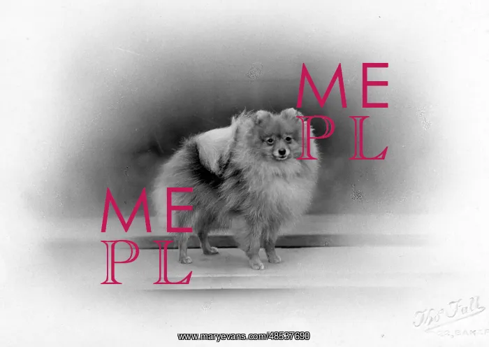  : FALL / POMERANIAN / 1934