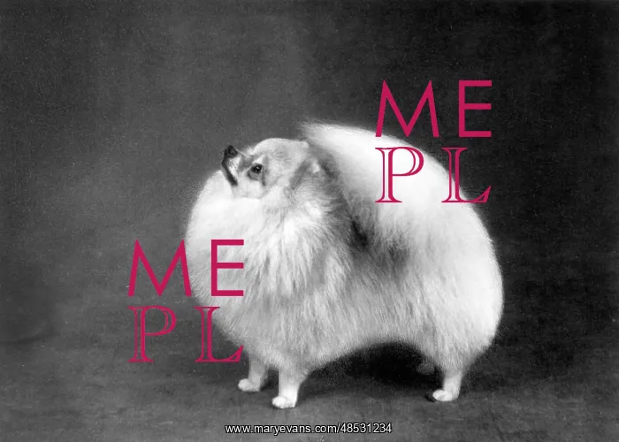  : FALL / POMERANIAN / 1962