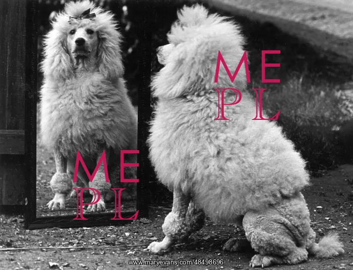 : FALL / POODLE & MIRROR : FALL / POODLE & MIRROR