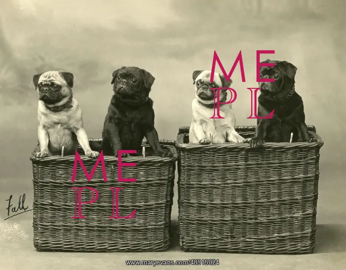: FALL / PUG / 1926 : FALL / PUG / 1926