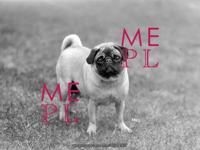  : FALL / PUG / 1928