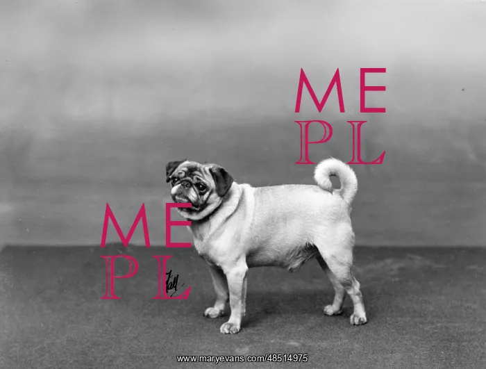  : FALL / PUG / 1932