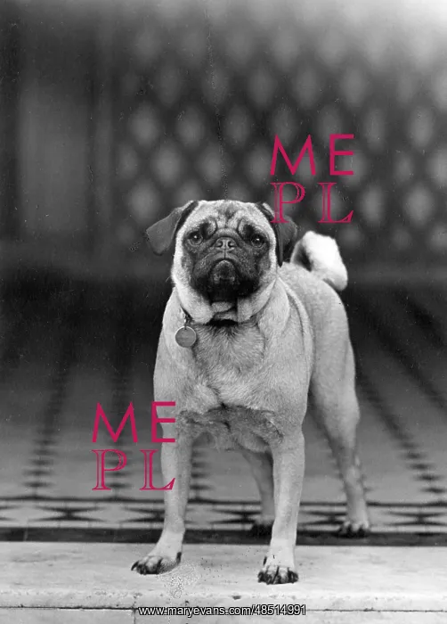  : FALL / PUG / 1950