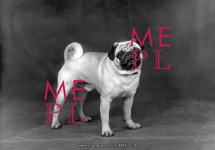  : FALL / PUG / 1952