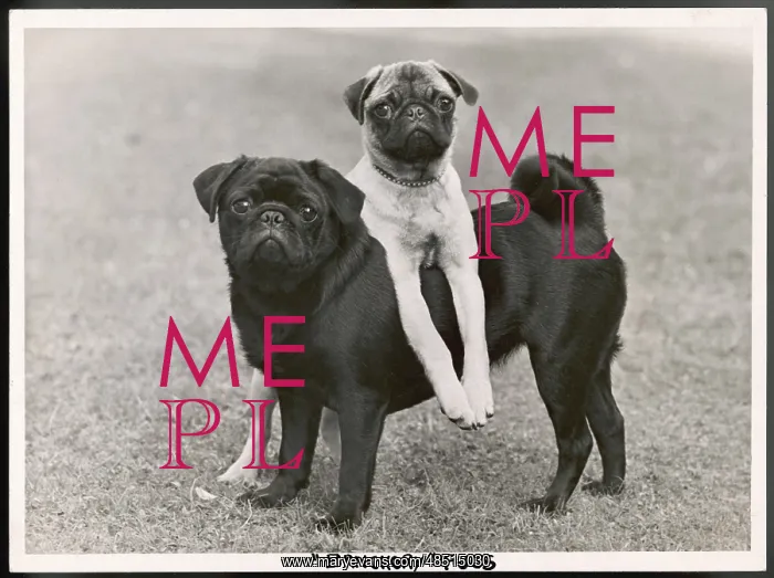 : FALL / PUG / 1952 : FALL / PUG / 1952