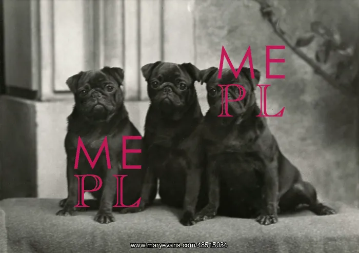 : FALL / PUG / 1954 : FALL / PUG / 1954