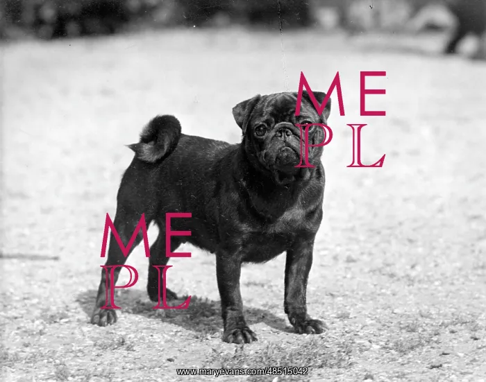 : FALL / PUG / 1956 : FALL / PUG / 1956