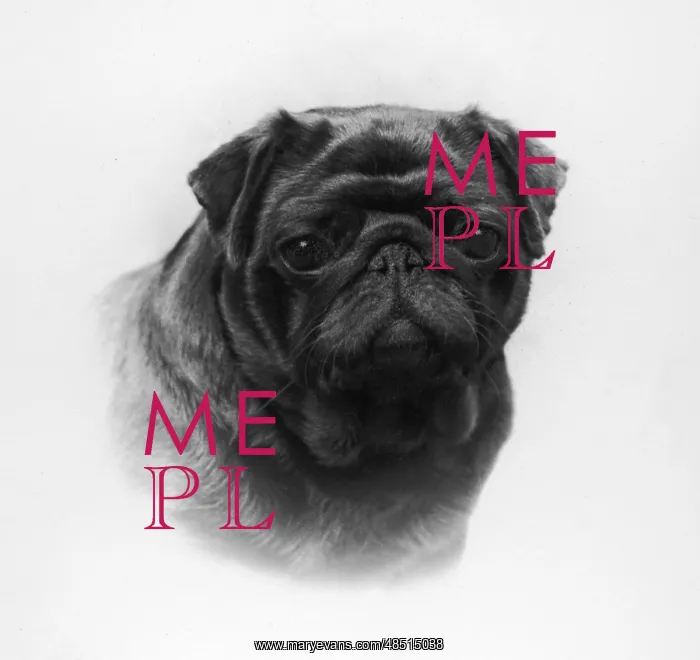 : FALL / PUG / 1958 : FALL / PUG / 1958