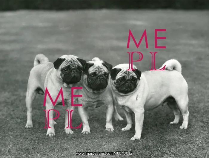 : FALL / PUG / 1959 : FALL / PUG / 1959