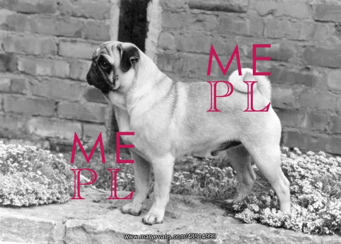  : FALL / PUG / 1967