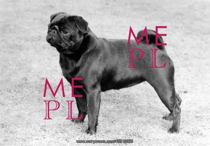  : FALL / PUG / 1982