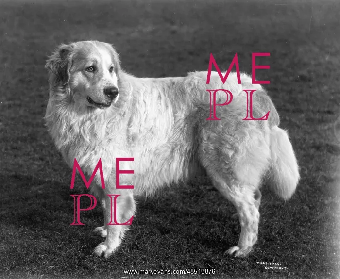: FALL / PYRENEAN DOG / 1911 : FALL / PYRENEAN DOG / 1911