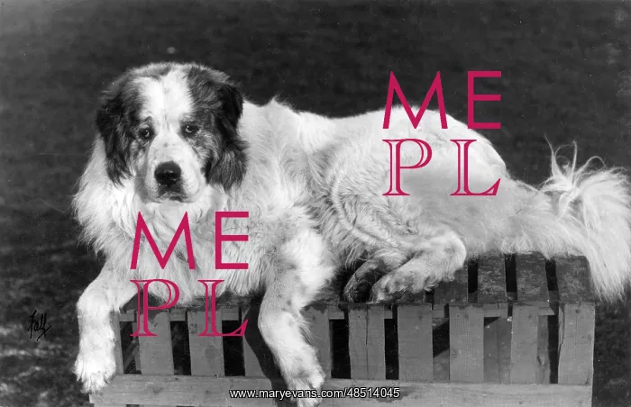 : FALL / PYRENEAN DOG / 1911 : FALL / PYRENEAN DOG / 1911