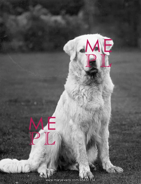 : FALL / PYRENEAN DOG / 1936 : FALL / PYRENEAN DOG / 1936