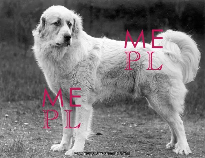  : FALL / PYRENEAN DOG / 1939