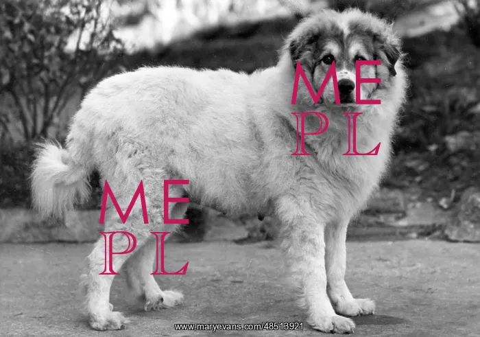  : FALL / PYRENEAN DOG / 1947