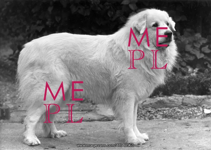  : FALL / PYRENEAN DOG / 1950