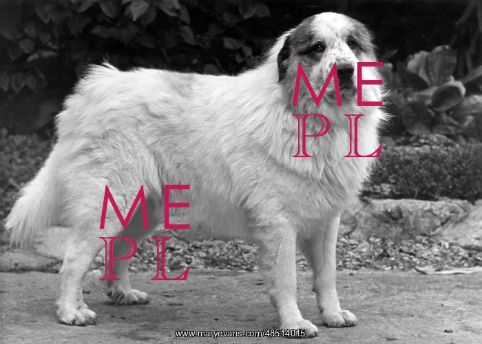: FALL / PYRENEAN DOG / 1950 : FALL / PYRENEAN DOG / 1950