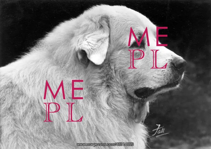 : FALL / PYRENEAN DOG / 1950 : FALL / PYRENEAN DOG / 1950