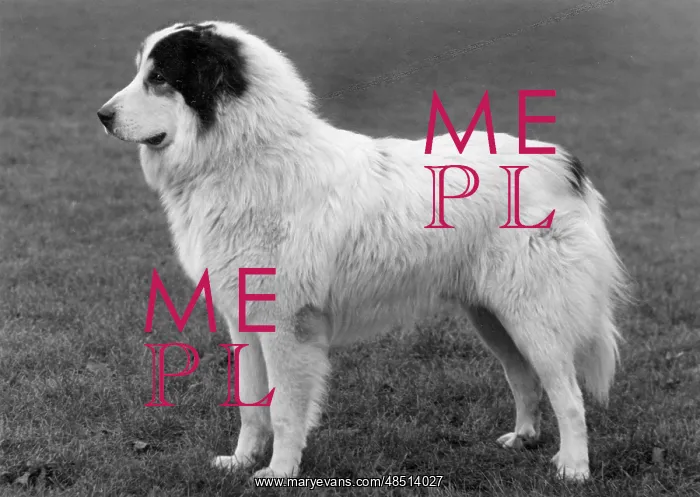  : FALL / PYRENEAN DOG / 1960