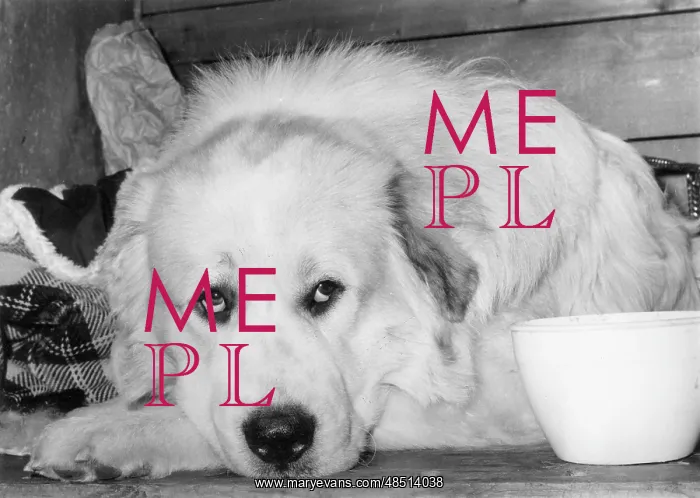: FALL / PYRENEAN DOG / 1973 : FALL / PYRENEAN DOG / 1973