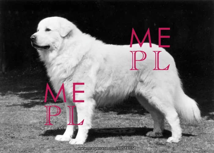  : FALL / PYRENEAN DOG / 1977