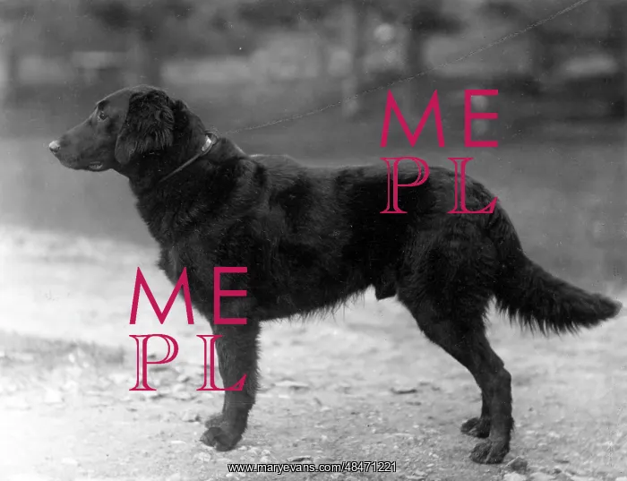 : FALL / RETRIEVER / FLAT / 1914 : FALL / RETRIEVER / FLAT / 1914