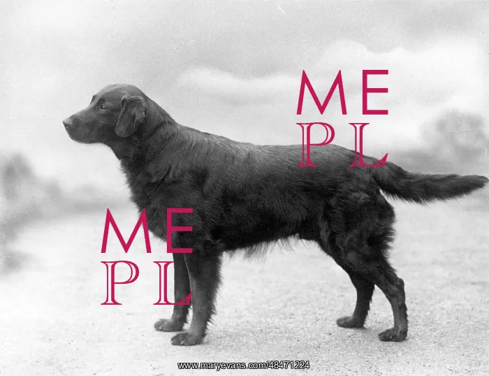 : FALL / RETRIEVER / FLAT / 1939 : FALL / RETRIEVER / FLAT / 1939