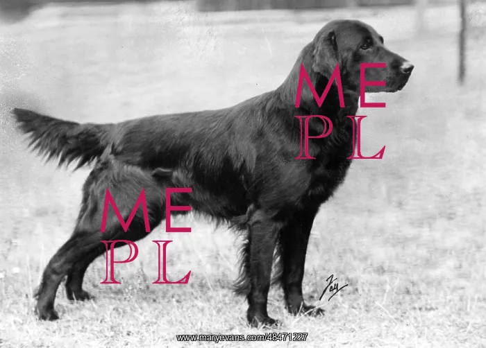 : FALL / RETRIEVER / FLAT / 1943 : FALL / RETRIEVER / FLAT / 1943