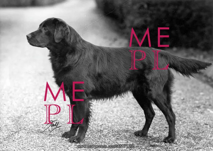 : FALL / RETRIEVER / FLAT / 1951 : FALL / RETRIEVER / FLAT / 1951