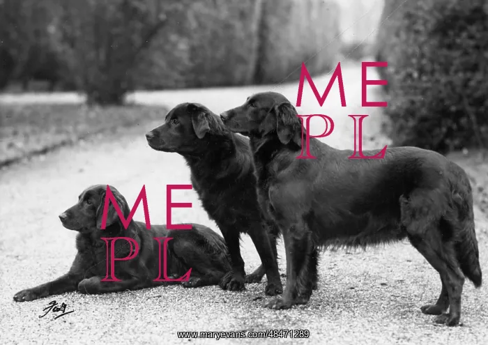 : FALL / RETRIEVER / FLAT / 1951 : FALL / RETRIEVER / FLAT / 1951