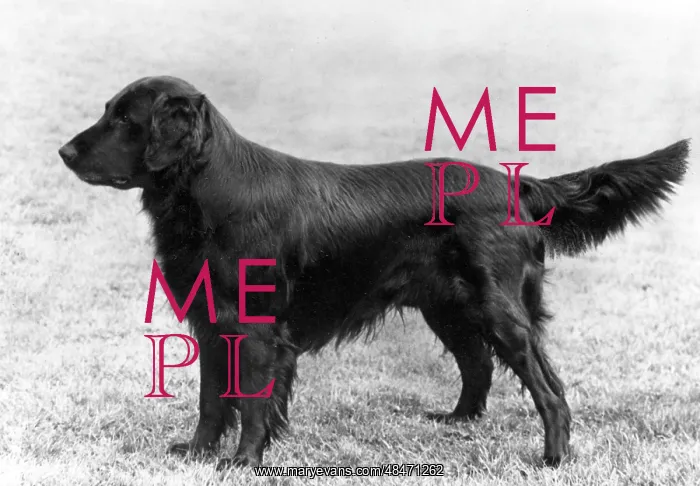 : FALL / RETRIEVER / FLAT / 1963 : FALL / RETRIEVER / FLAT / 1963