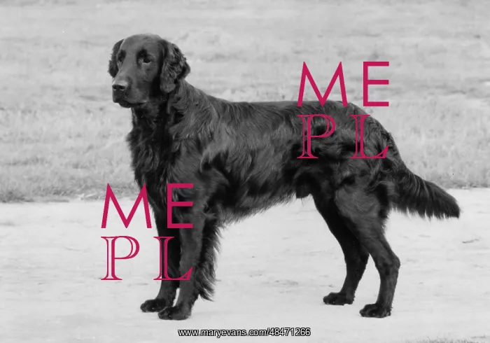 : FALL / RETRIEVER / FLAT / 1975 : FALL / RETRIEVER / FLAT / 1975