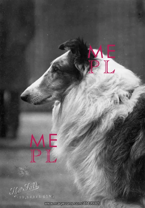 : FALL / ROUGH COLLIE / 1927 : FALL / ROUGH COLLIE / 1927