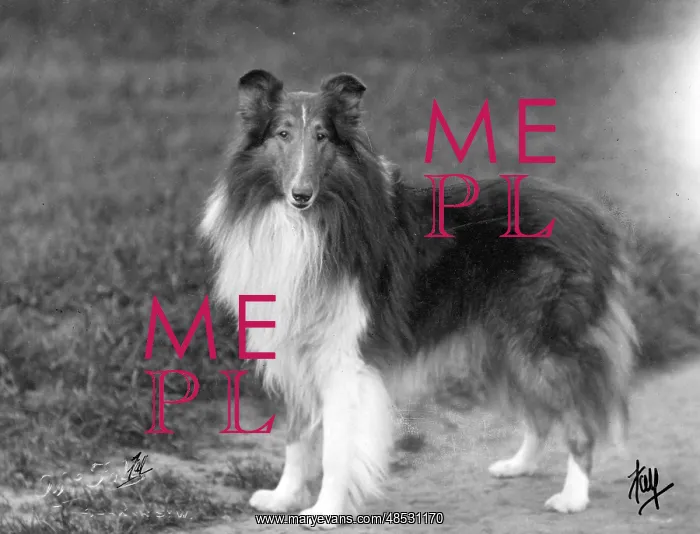  : FALL / ROUGH COLLIE / 1931