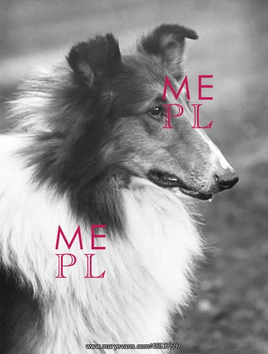 : FALL / ROUGH COLLIE / 1933 : FALL / ROUGH COLLIE / 1933