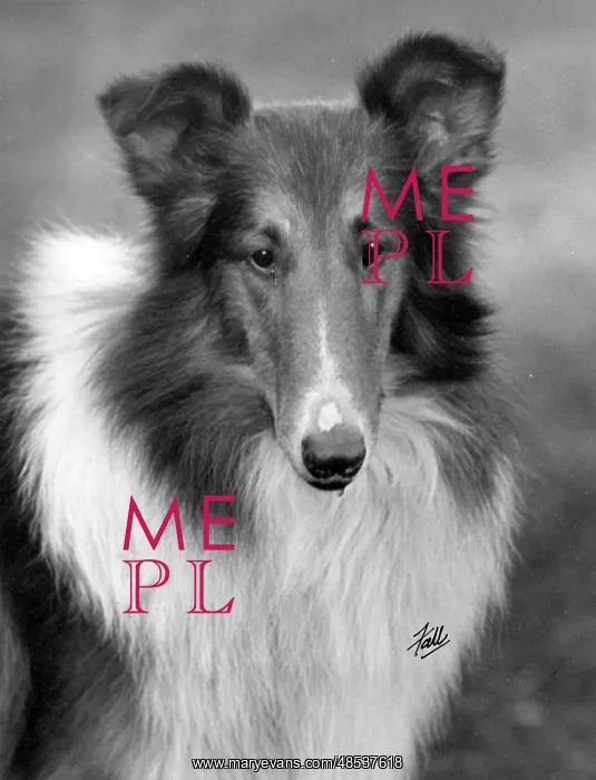 : FALL / ROUGH COLLIE / 1933 : FALL / ROUGH COLLIE / 1933
