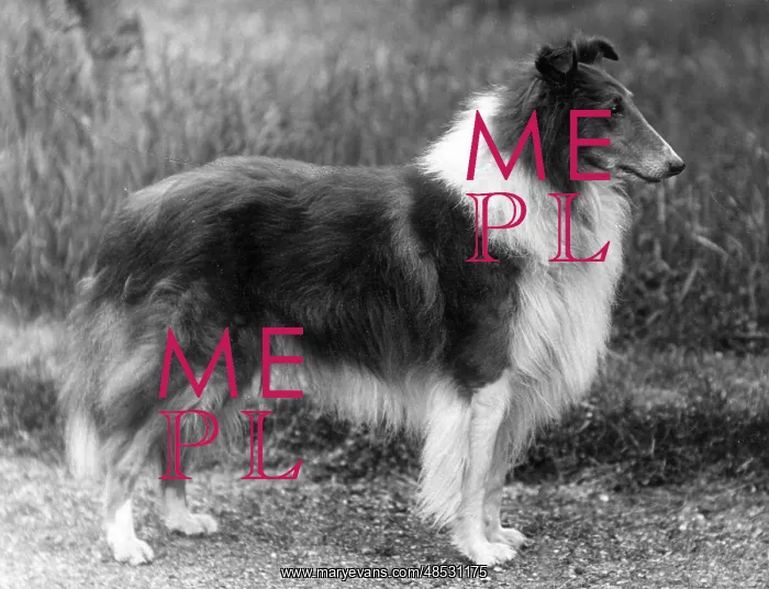  : FALL / ROUGH COLLIE / 1936