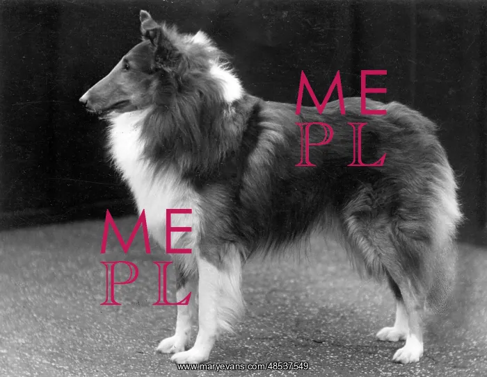  : FALL / ROUGH COLLIE / 1937
