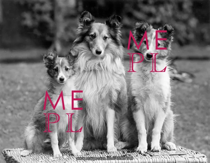 : FALL / ROUGH COLLIE / 1938 : FALL / ROUGH COLLIE / 1938