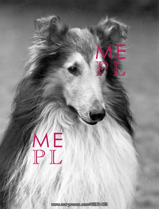  : FALL / ROUGH COLLIE / 1951