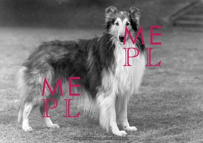  : FALL / ROUGH COLLIE / 1951