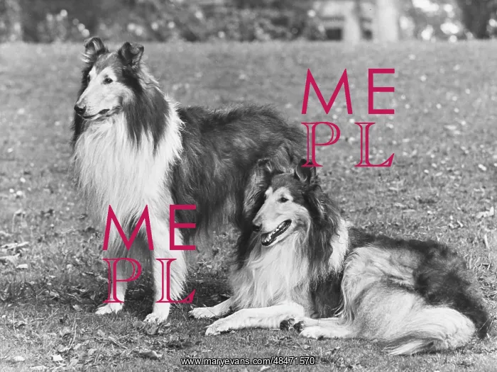 : FALL / ROUGH COLLIE / 1953 : FALL / ROUGH COLLIE / 1953