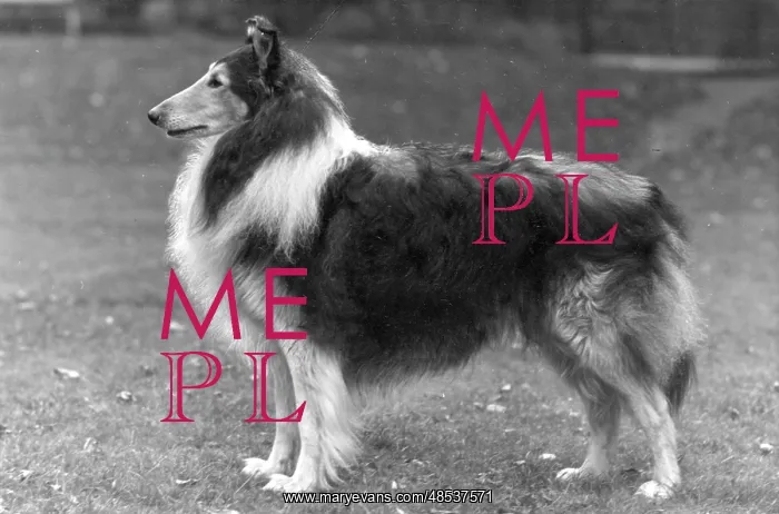  : FALL / ROUGH COLLIE / 1953