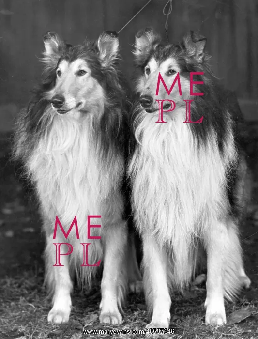: FALL / ROUGH COLLIE / 1953 : FALL / ROUGH COLLIE / 1953