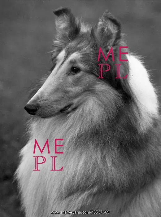  : FALL / ROUGH COLLIE / 1955