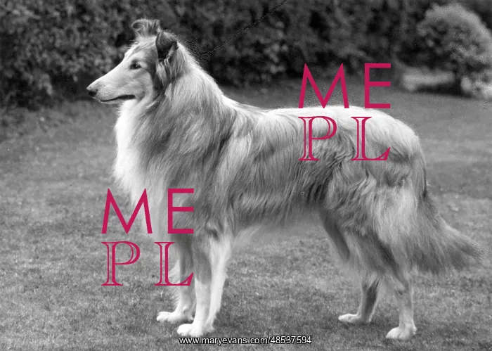  : FALL / ROUGH COLLIE / 1962